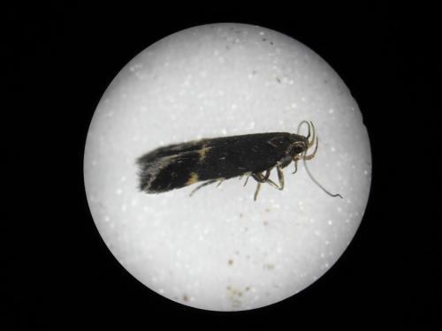 Eulamprotes atrella